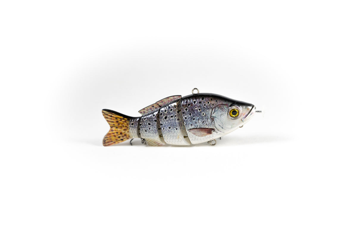 Spotted Sea Trout – Animated Lure