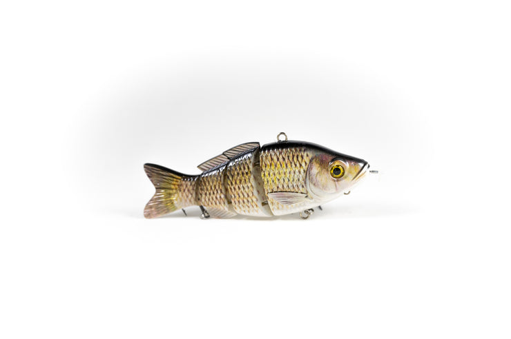 Common Carp Specialty – Animated Lure